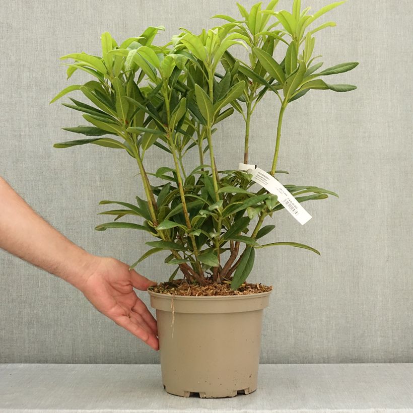 Rhododendron Tortoiseshell Yellow 4L/5L pot sample as delivered in summer