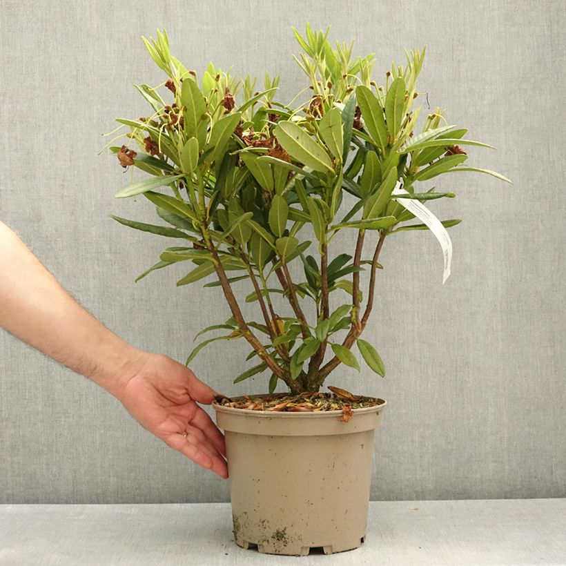Rhododendron Tortoiseshell Yellow 4L/5L pot sample as delivered in spring