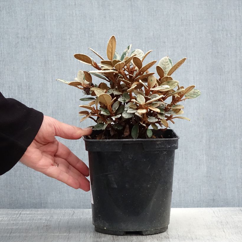 Rhododendron tsariense 3L/4L pot sample as delivered in spring