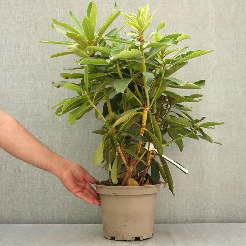 Rhododendron Vallée de l'Odet  4L/5L pot sample as delivered in summer