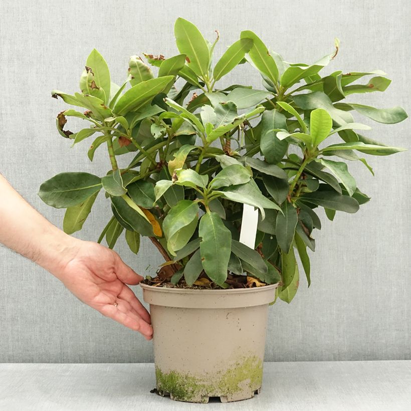 Rhododendron Vallée de l'Odet  4L/5L pot sample as delivered in spring