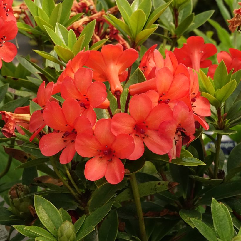 Rhododendron vireya Hendrik's Kers - Tropical Rhododendron (Flowering)