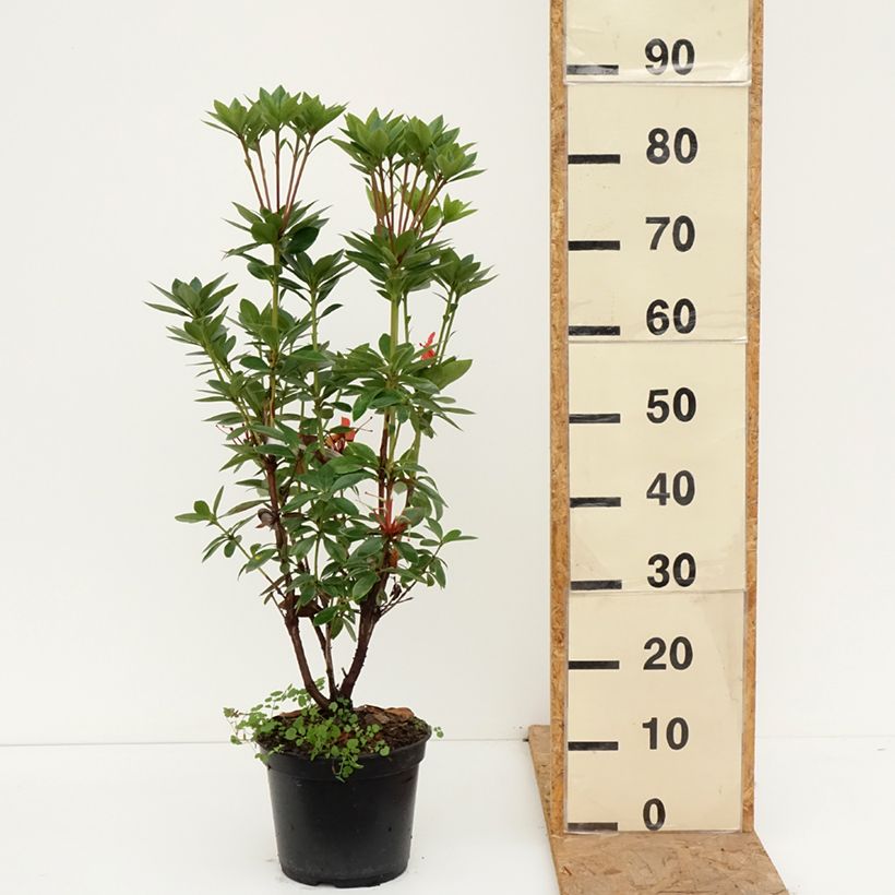 Rhododendron vireya Hendrik's Kers - Tropical Rhododendron 3L/4L pot sample as delivered in autumn