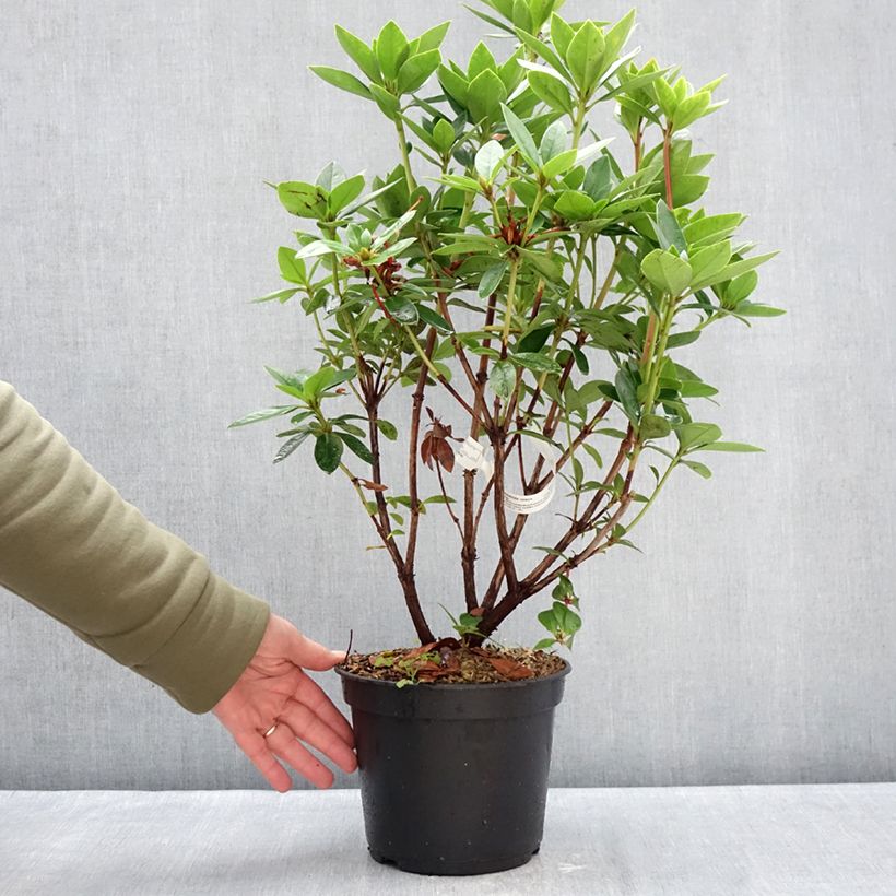 Rhododendron vireya Hendrik's Kers - Tropical Rhododendron 3L/4L pot sample as delivered in winter