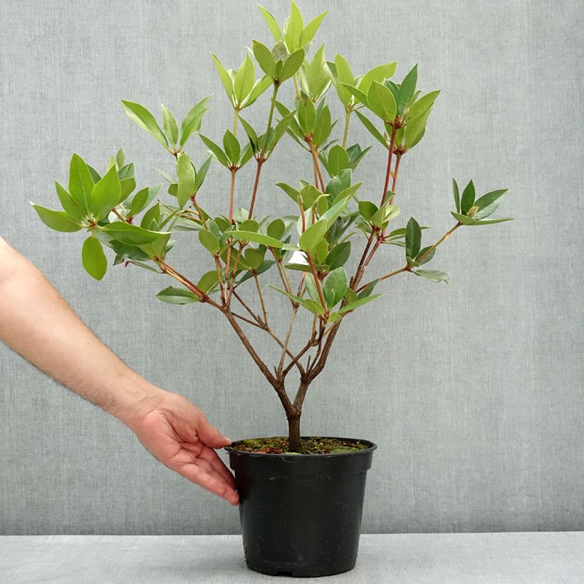 Rhododendron vireya Oogappel - Tropical Rhododendron 3L/4L pot sample as delivered in spring