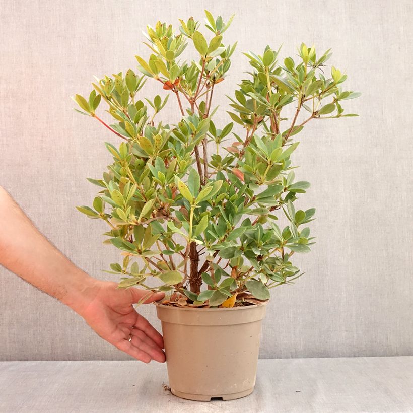 Rhododendron vireya Saxon blush - Tropical Rhododendron 3L/4L pot sample as delivered in summer