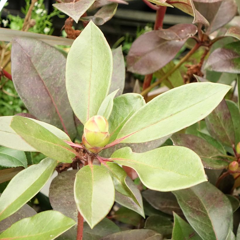Rhododendron vireya Strawberry Parfait - Tropical Rhododendron (Foliage)