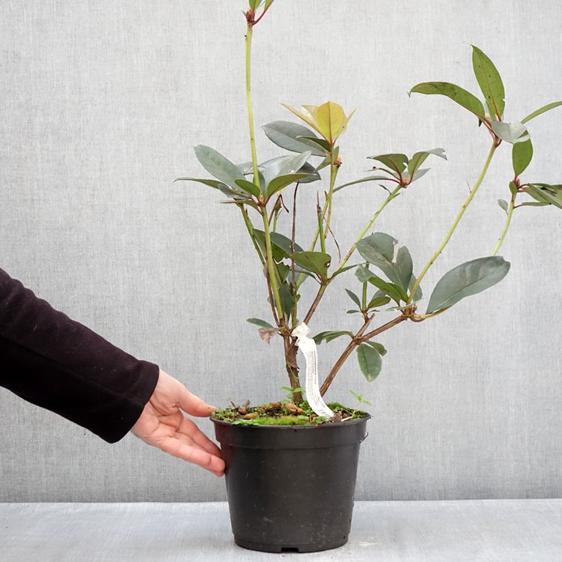 Rhododendron vireya Strawberry Parfait - Tropical Rhododendron 3L/4L pot sample as delivered in winter