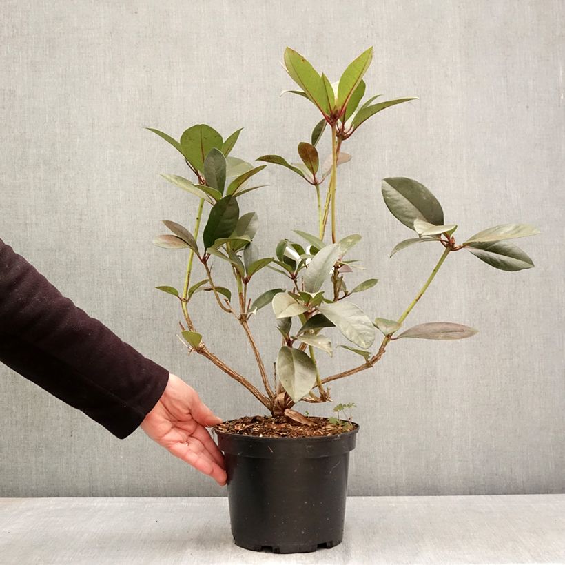 Rhododendron vireya Strawberry Parfait - Tropical Rhododendron 3L/4L pot sample as delivered in spring
