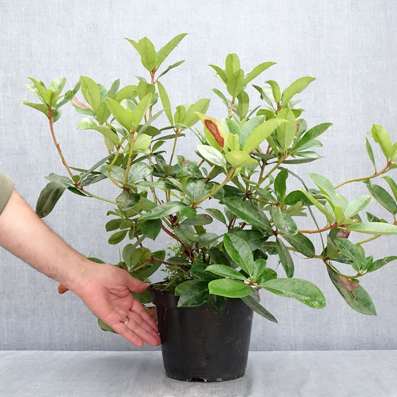 Rhododendron vireya Vladimir Bukovski - Tropical Rhododendron 3L/4L pot sample as delivered in summer