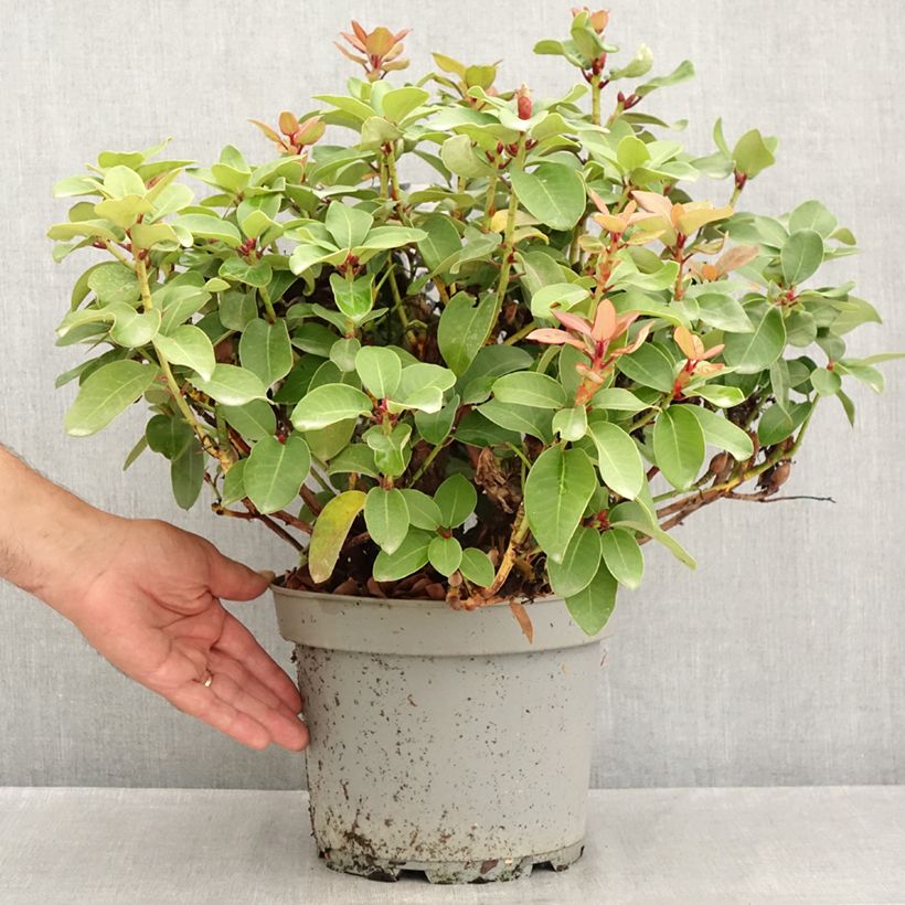 Rhododendron Gartendirektor Glocker 4L/5L pot sample as delivered in summer