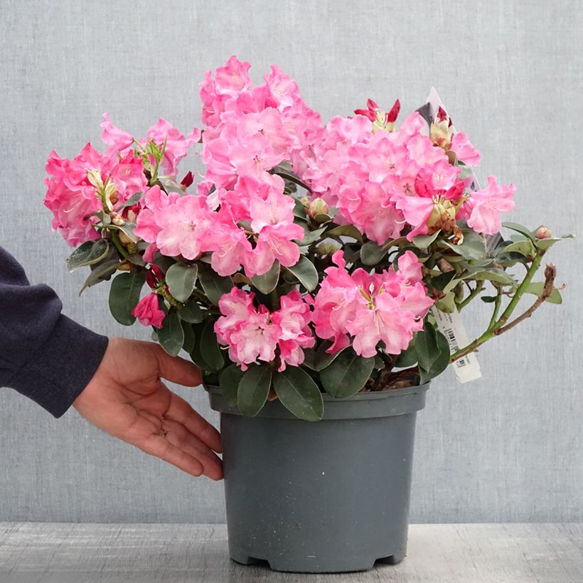 Rhododendron Gartendirektor Glocker 4L/5L pot sample as delivered in spring