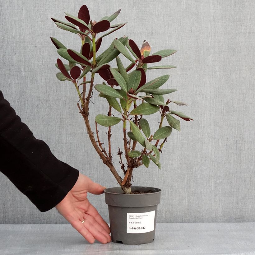 Rhododendron Wine & Roses 12cm pot sample as delivered in winter