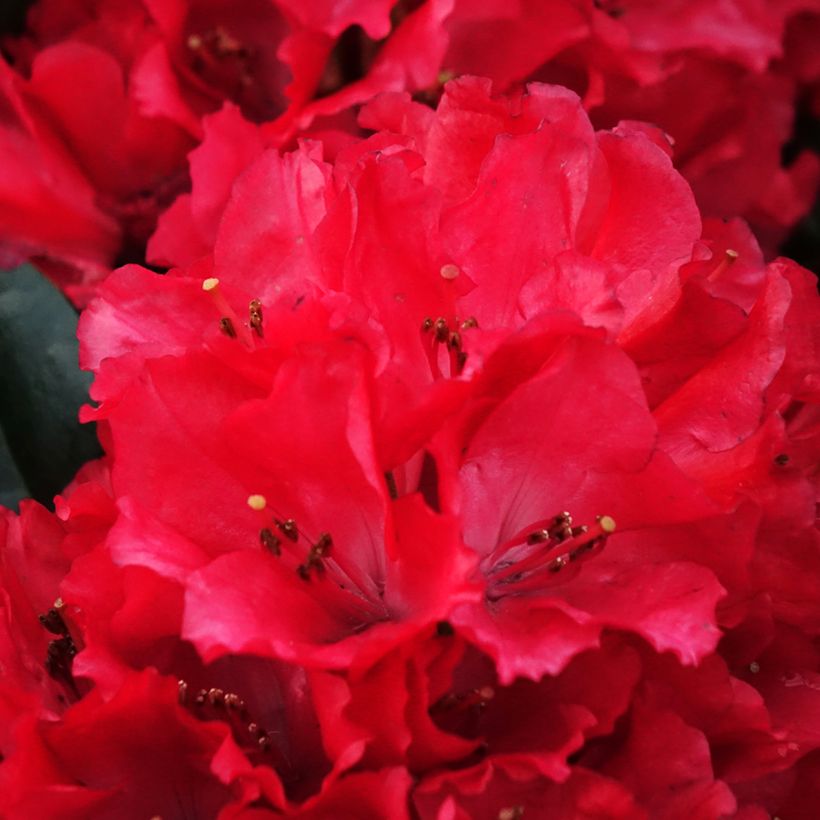 Rhododendron Lisetta (Flowering)