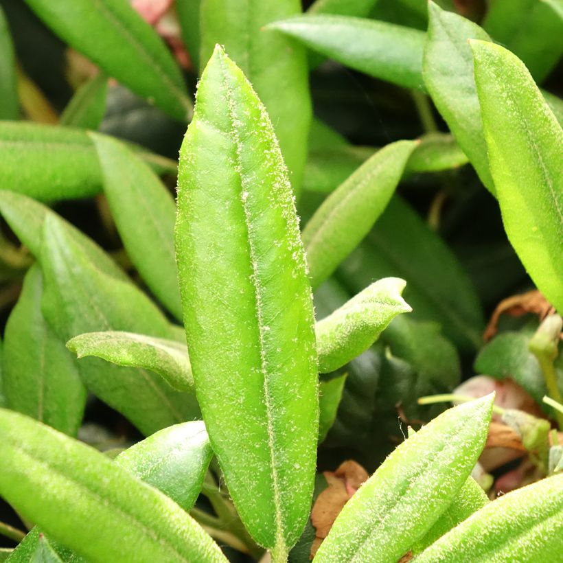 Rhododendron yakushimanum Barbarella (Foliage)