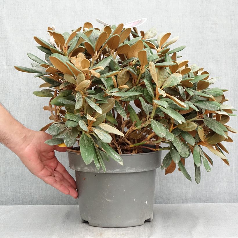 Rhododendron Debbie Dane - Yakushimanum rhododendron 4L/5L pot sample as delivered in summer