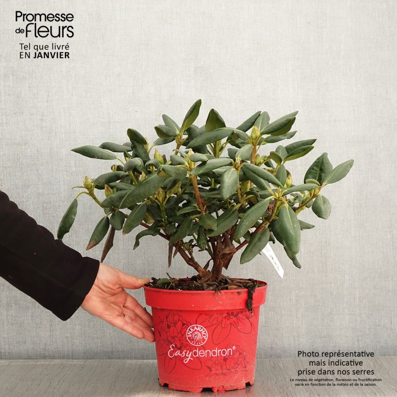 Rhododendron yakushimanum Easydendron Bohlkens Laura 4L/5L pot sample as delivered in winter