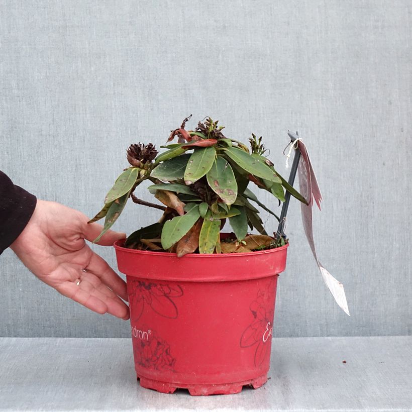 Rhododendron yakushimanum Bohlken's Roter Stern Inkarho 4L/5L pot sample as delivered in autumn