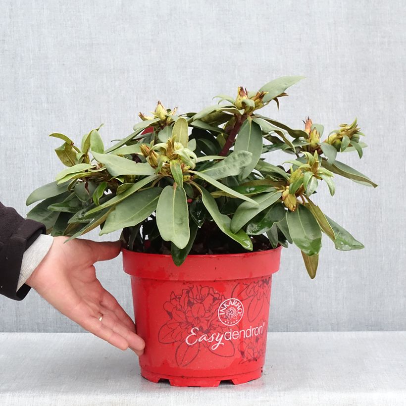 Rhododendron yakushimanum Bohlken's Roter Stern Inkarho 4L/5L pot sample as delivered in spring