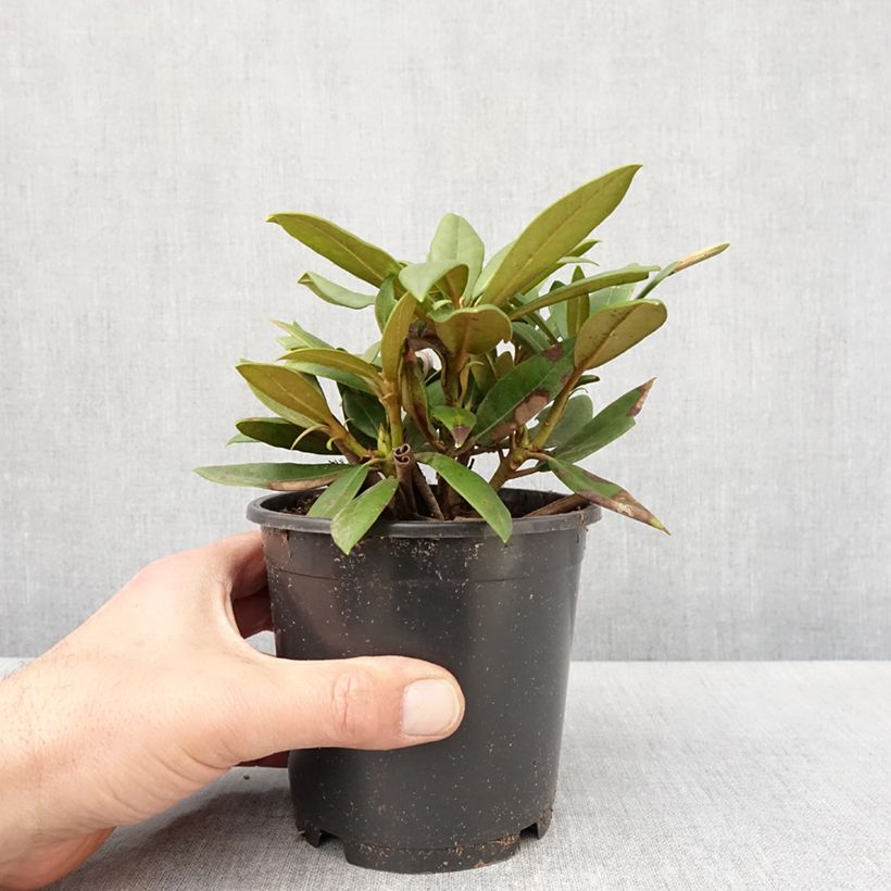 Rhododendron yakushimanum 'Kalinka' 12cm pot sample as delivered in spring