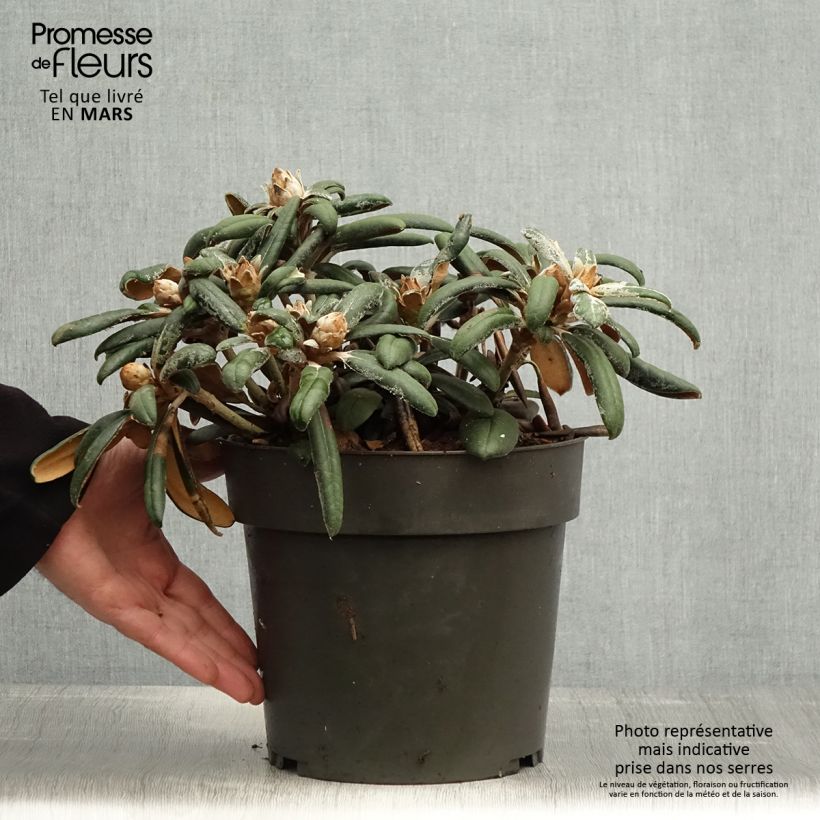 Rhododendron yakushimanum Koichiro Wada 4L/5L pot sample as delivered in spring