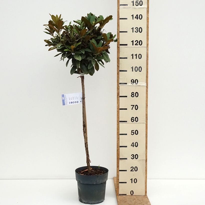 Rhododendron Morgenrot 7.5L/10L pot, Standard sample as delivered in summer