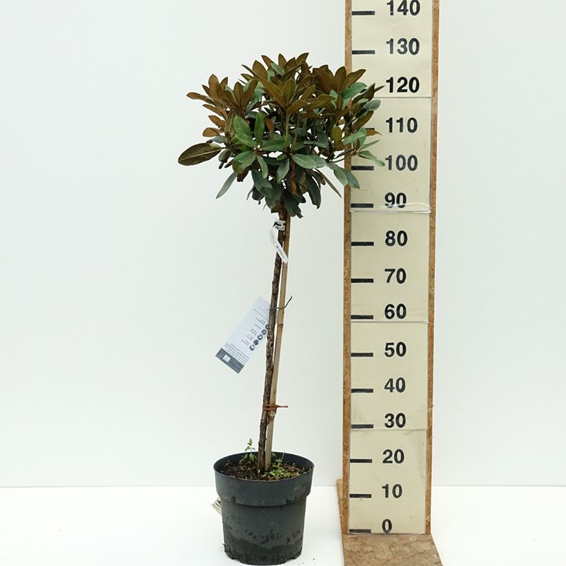 Rhododendron yakushimanum Tina Heinje 7.5L/10L pot, Standard sample as delivered in summer