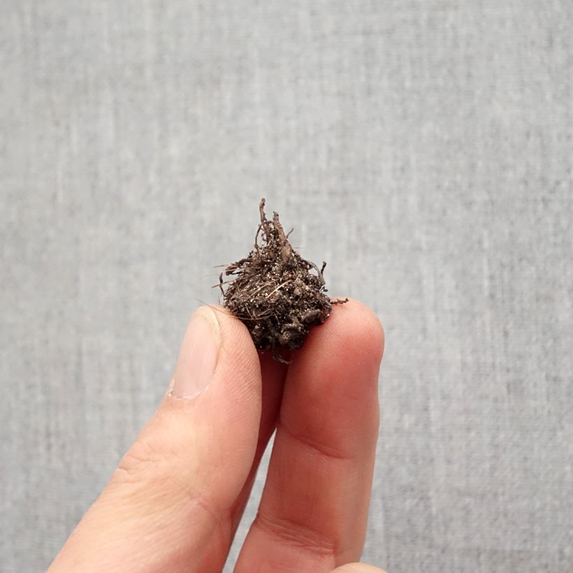 Rhodohypoxis baurii Red King Bulb size I sample as delivered in spring