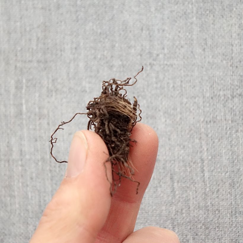 Rhodohypoxis Rose Queen Bulb size I sample as delivered in spring