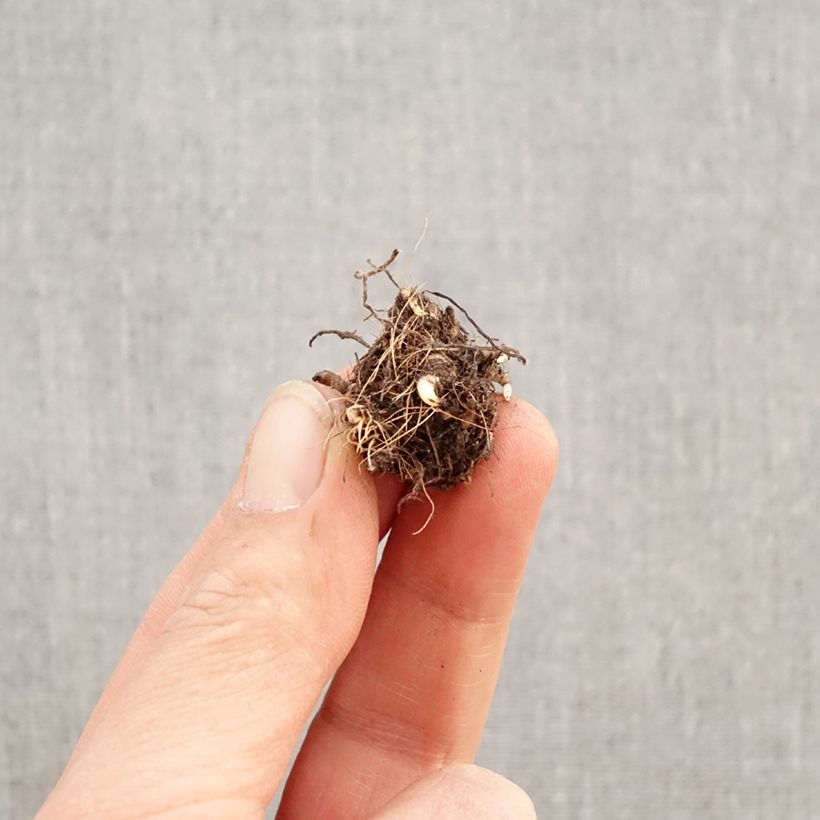 Rhodoxis Red Alert Bulb size I sample as delivered in spring