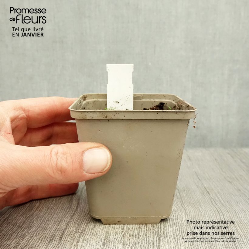 Rhodoxis Summer Stars Peppermint 8/9 cm pot sample as delivered in winter