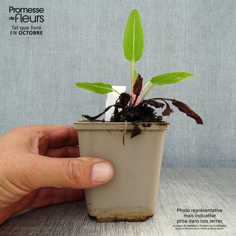 Rheum alexandrae - Alexander's Rhubarb 8/9 cm pot sample as delivered in autumn