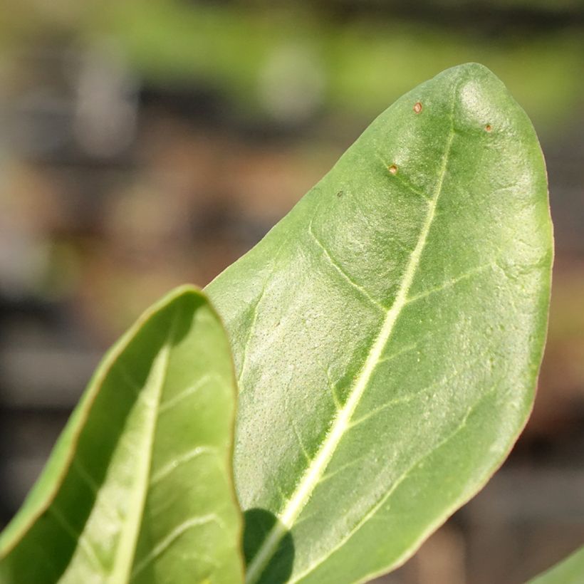 Rheum alexandrae - Alexander's Rhubarb (Foliage)