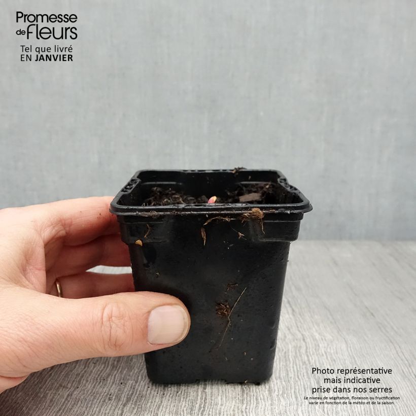 Rheum hybridum Victoria - Rhubarb 8/9 cm pot sample as delivered in winter