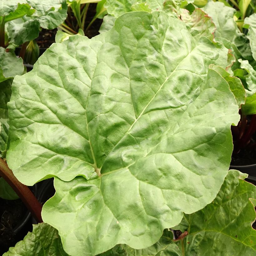 Rheum x hybridum Early Champagne - Rhubarb (Foliage)