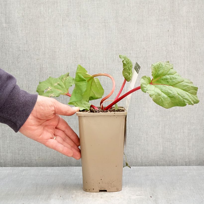Fulton's Strawberry Surprise Rhubarb 1L/1.5L pot sample as delivered in spring