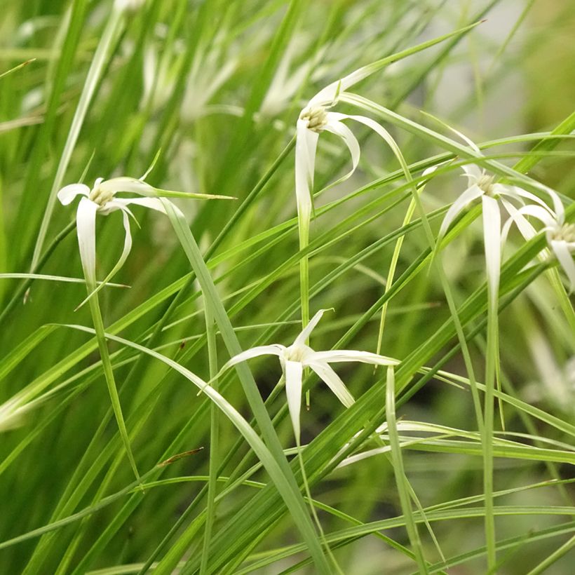 Rhynchospora colorata - White Star Sedge (Plant habit)