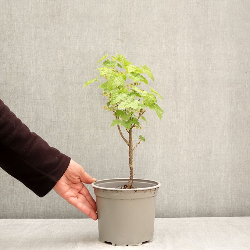 Ribes americanum Variegatum 3L/4L pot sample as delivered in spring