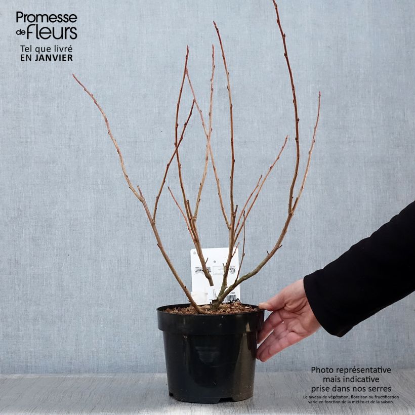 Ribes gordonianum - Gordon's Currant 3L/4L pot sample as delivered in winter