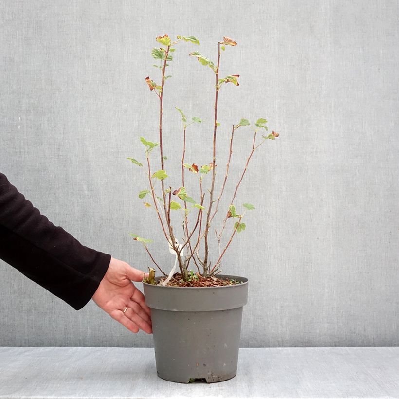 Ribes sanguineum Amore 4L/5L pot sample as delivered in autumn