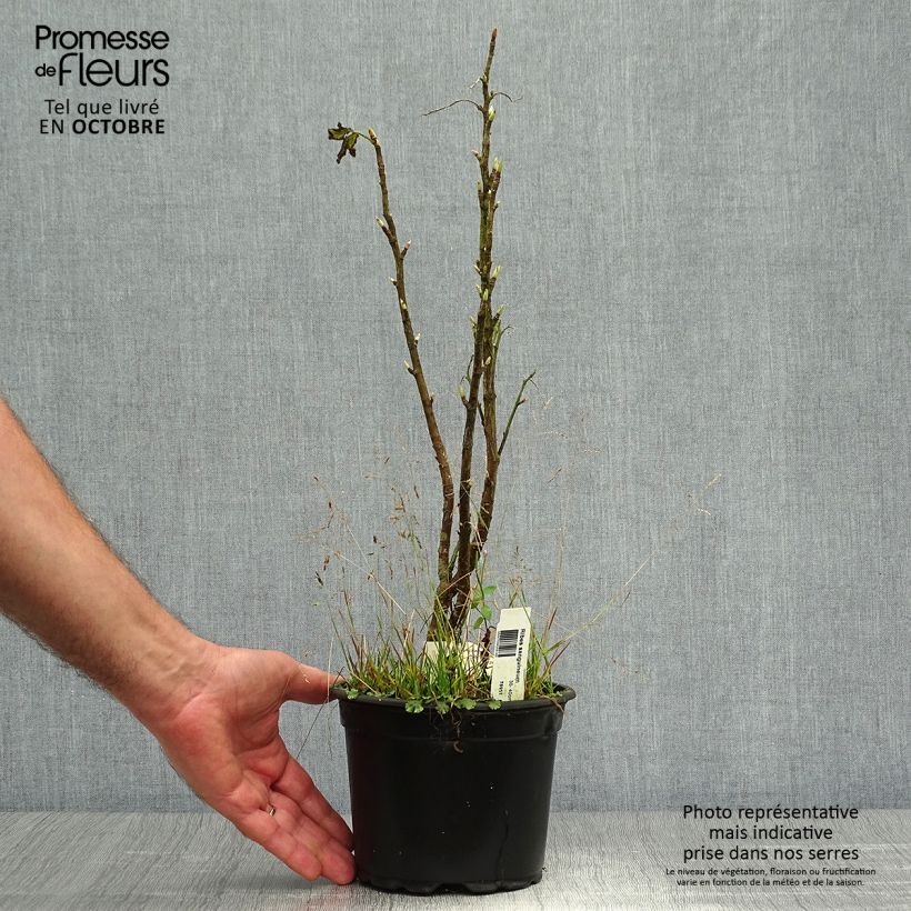 Ribes sanguineum - Flowering Currant 3L/4L pot sample as delivered in autumn