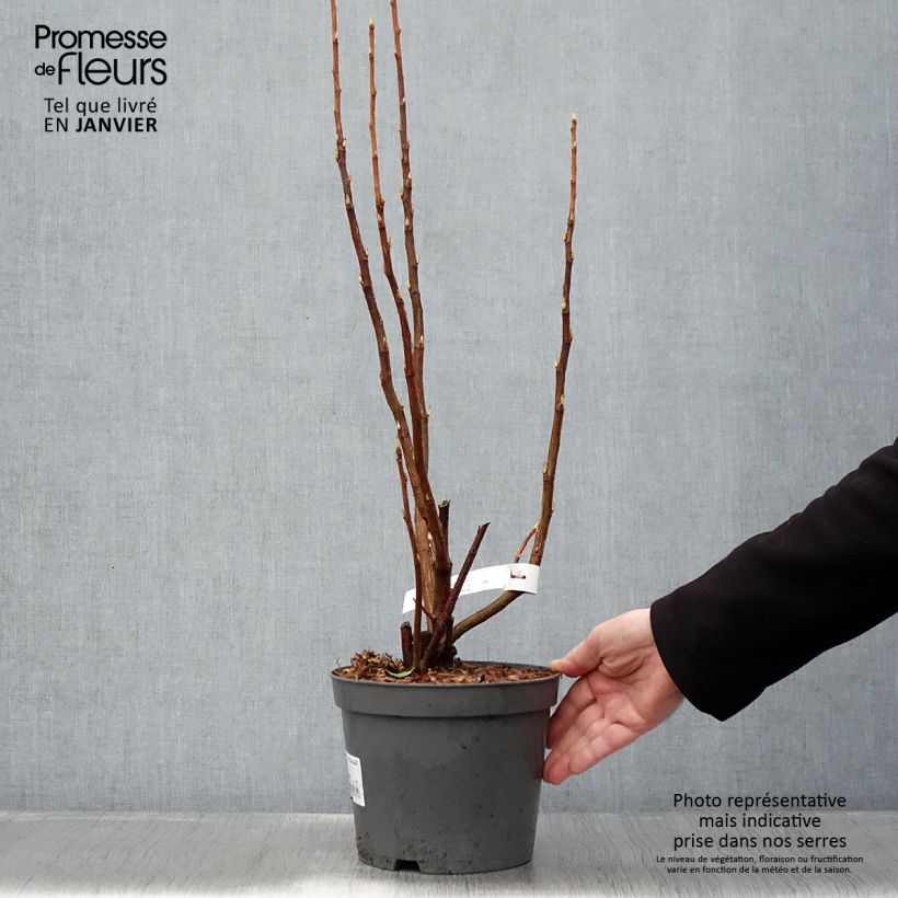 Ribes sanguineum - Flowering Currant 3L/4L pot sample as delivered in winter
