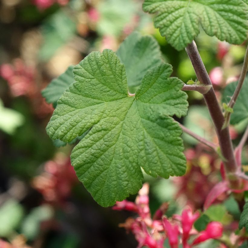 Ribes sanguineum Johannie PinkPomp - Flowering Currant (Foliage)
