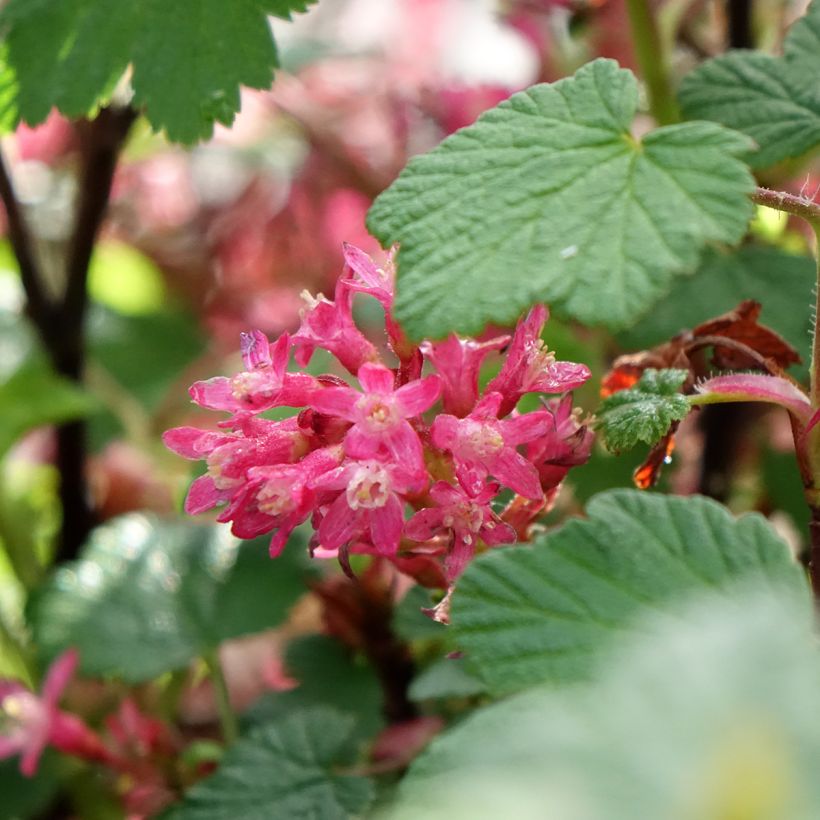 Ribes sanguineum Johannie PinkPomp - Flowering Currant (Flowering)