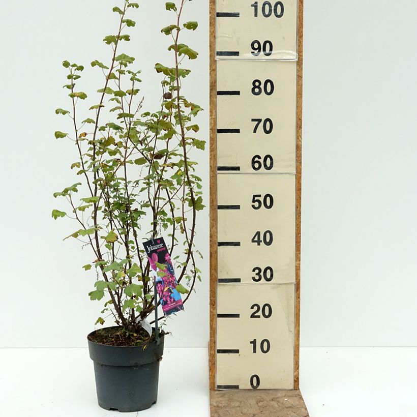 Ribes sanguineum Johannie PinkPomp - Flowering Currant 4L/5L pot sample as delivered in summer
