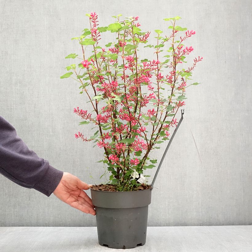 Ribes sanguineum Johannie PinkPomp - Flowering Currant 4L/5L pot sample as delivered in spring