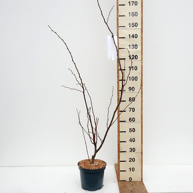 Robinia margaretta Georgia da Torino - Pink Locust 7.5L/10L pot sample as delivered in winter