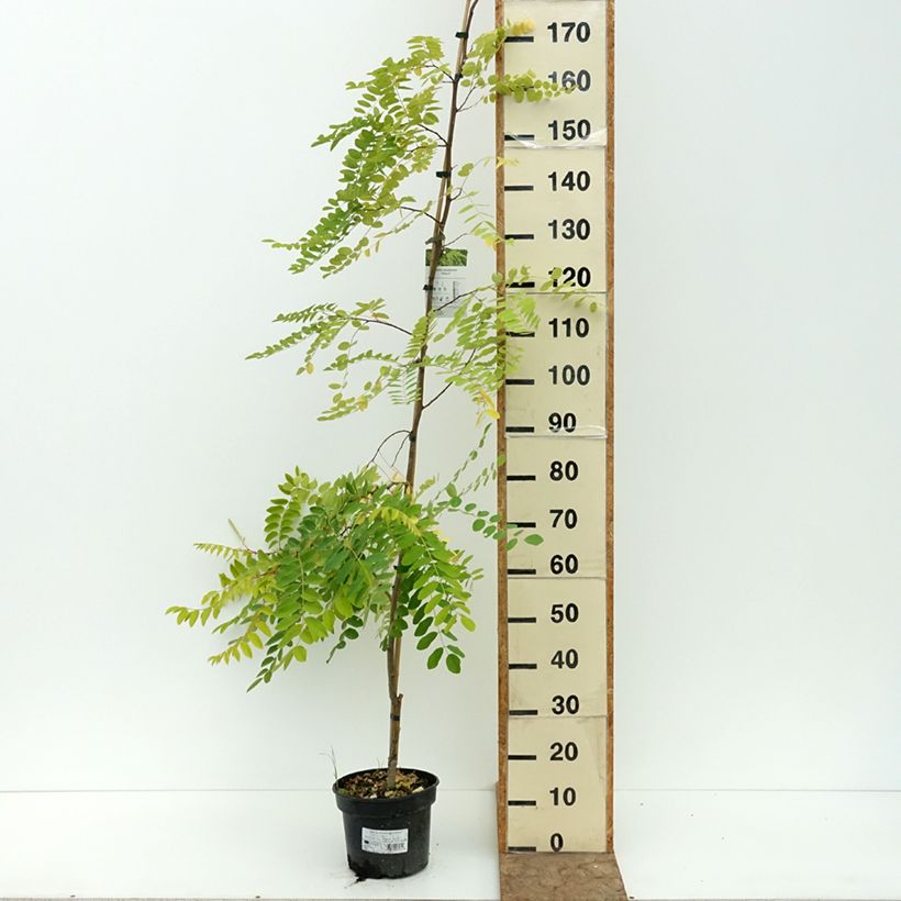 Robinia pseudoacacia Altdorf - Black locust 4L/5L pot sample as delivered in summer