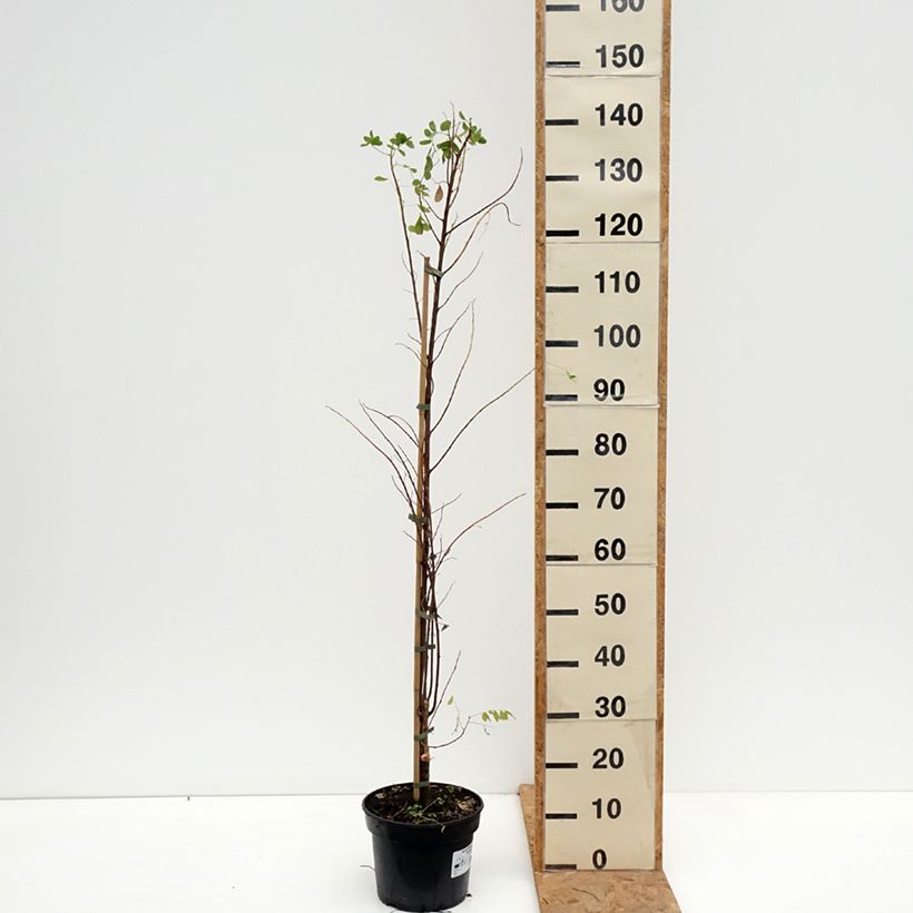 Robinia pseudoacacia Coluteoides - Black locust 4L/5L pot sample as delivered in autumn