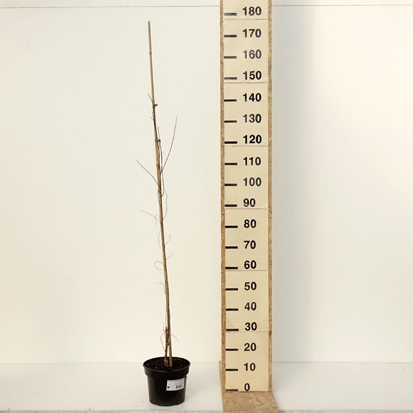 Robinia pseudoacacia Coluteoides - Black locust 4L/5L pot sample as delivered in winter